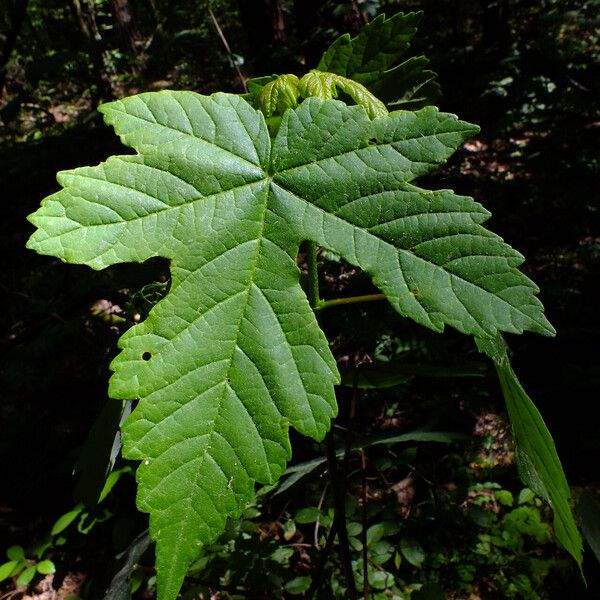 Acer pseudoplatanus Φύλλο