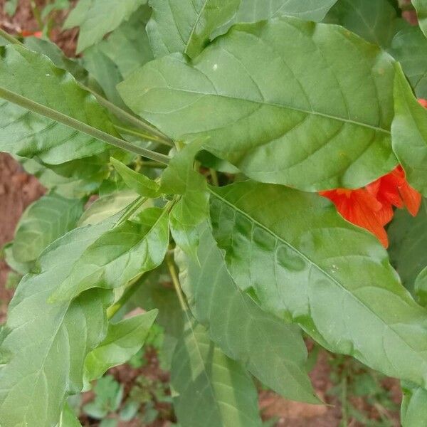 Crossandra infundibuliformis Folha