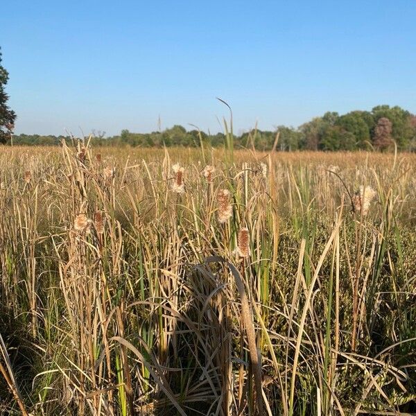 Typha latifolia Pokrój