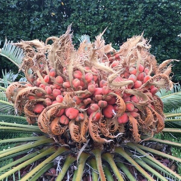 Cycas revoluta Fruit