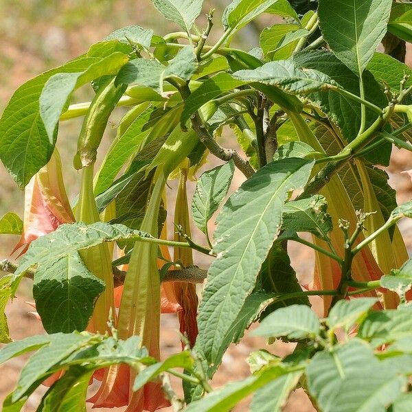 Brugmansia sanguinea 葉