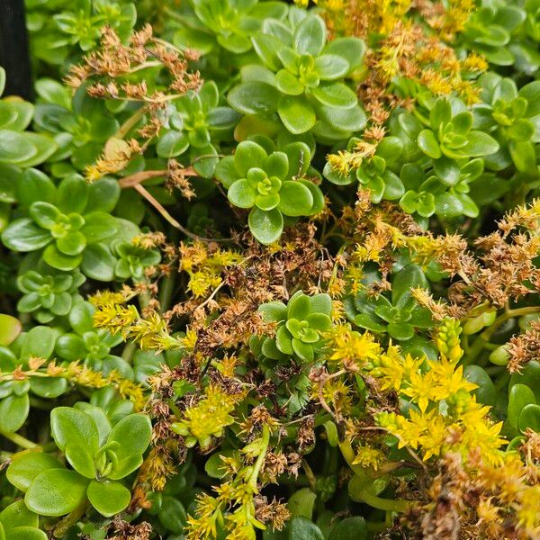 Sedum spathulifolium Облик