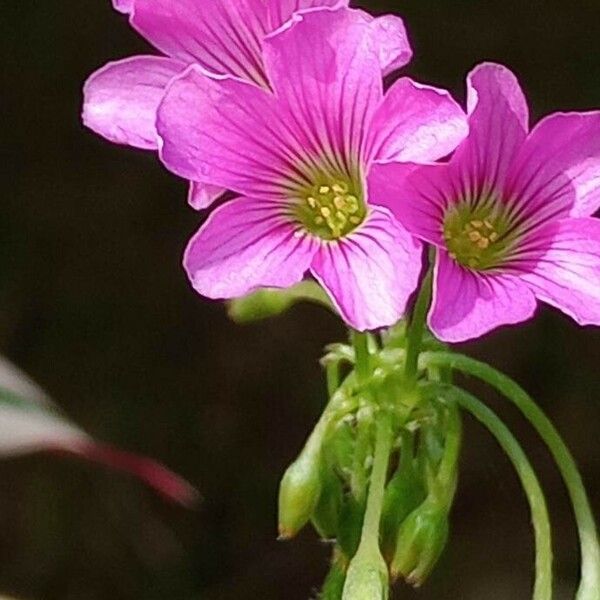 Oxalis debilis Flower