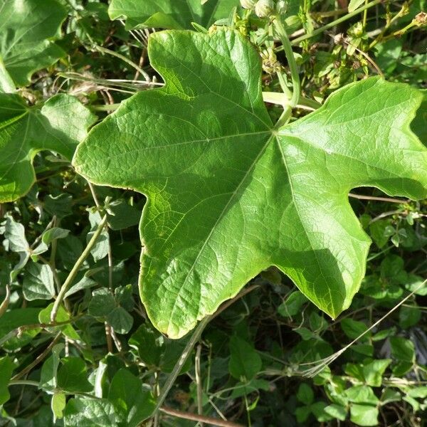Lagenaria sphaerica Leaf