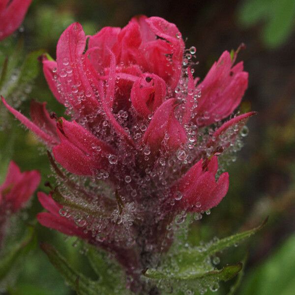 Castilleja parviflora Цветок