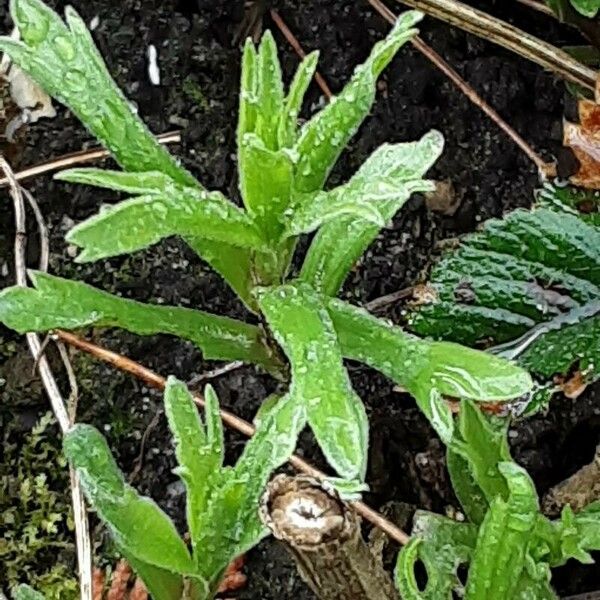 Artemisia dracunculus Leaf