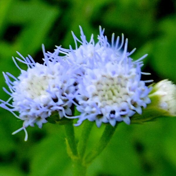 Ageratum conyzoides Flower