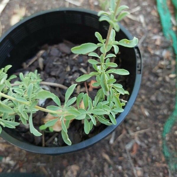 Salvia muirii Leaf