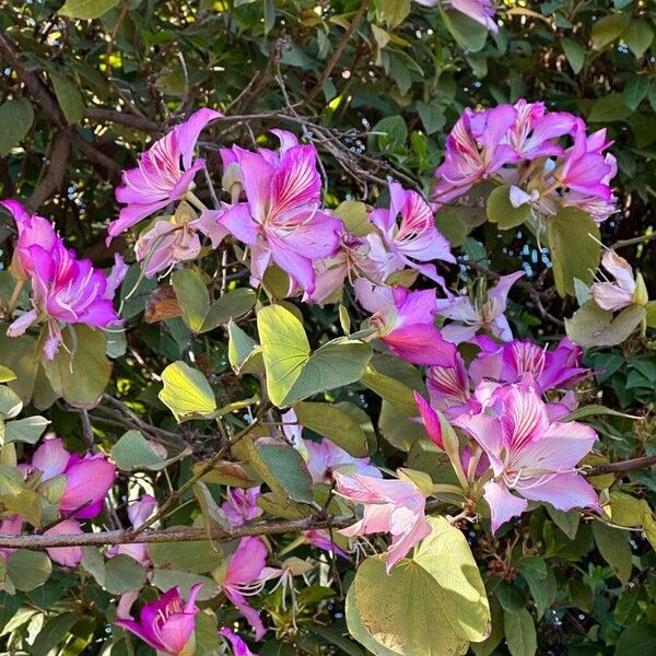 Bauhinia purpurea Bloem