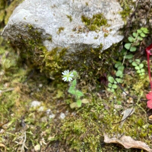 Cerastium brachypetalum Агульны выгляд