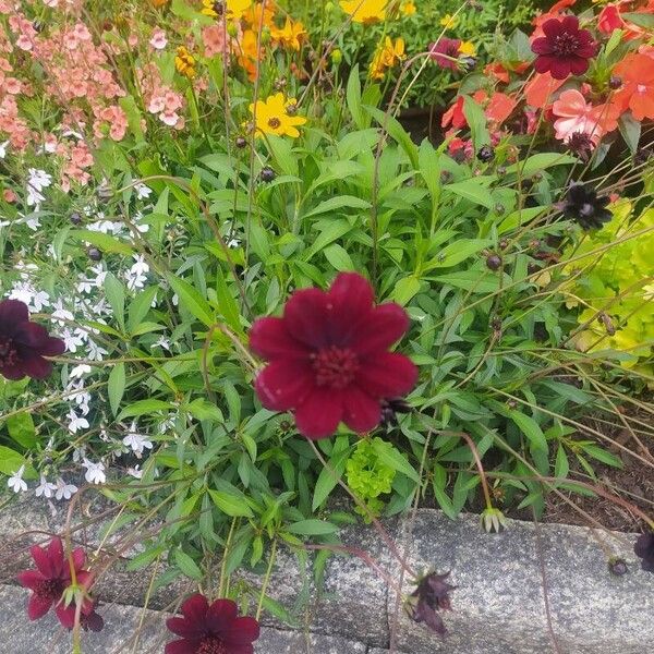 Cosmos atrosanguineus Flor