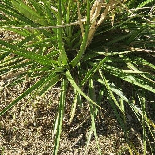 Eryngium paniculatum Levél