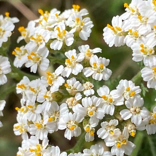 Achillea odorata Flower