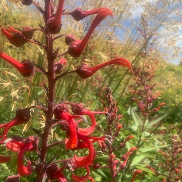 Lobelia tupa Flower