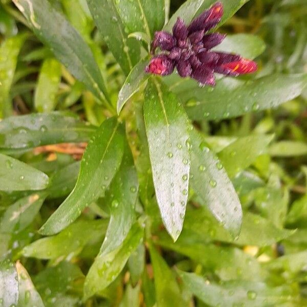 Erysimum × cheiri 葉