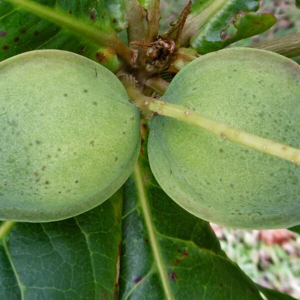 Terminalia catappa Fruto