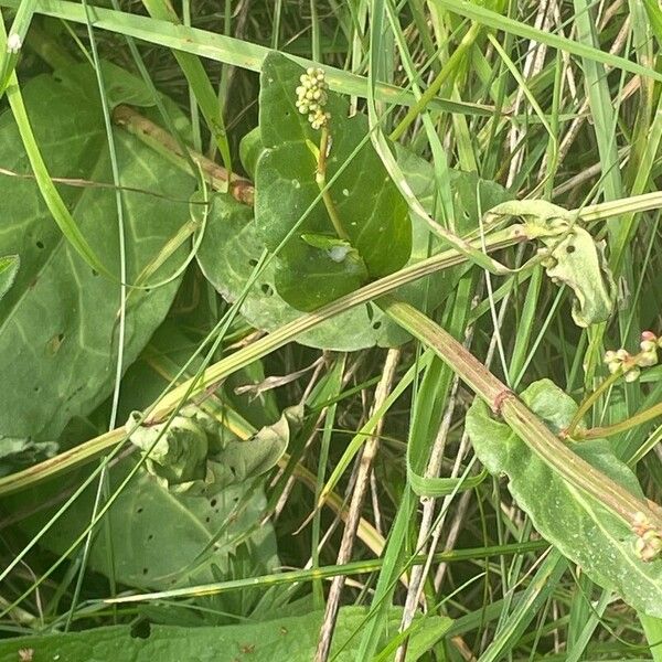 Rumex acetosa Leht