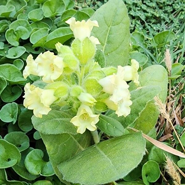 Nicotiana rustica Habit