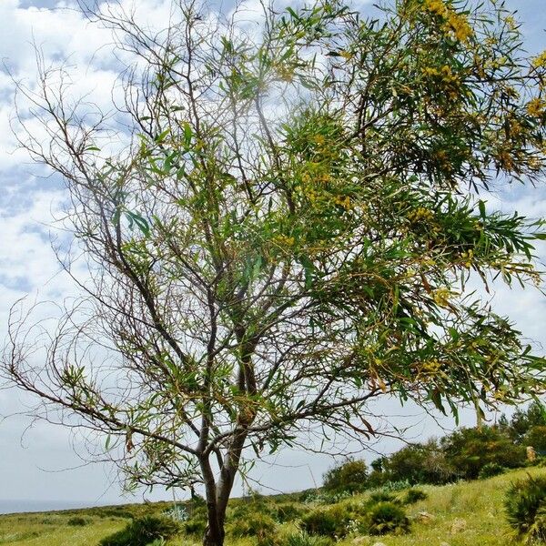 Acacia saligna Συνήθη χαρακτηριστικά