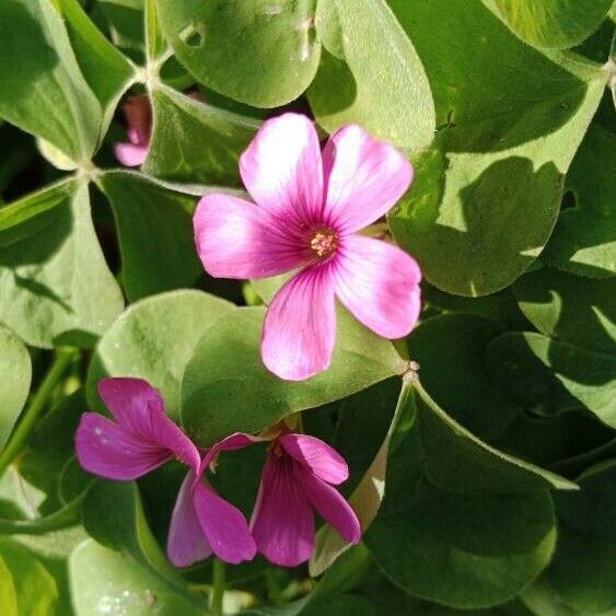 Oxalis articulata Flor