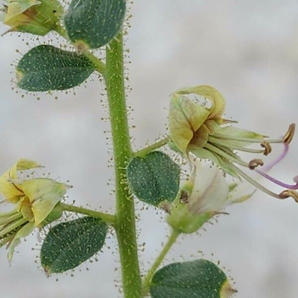 Cleome droserifolia Flower