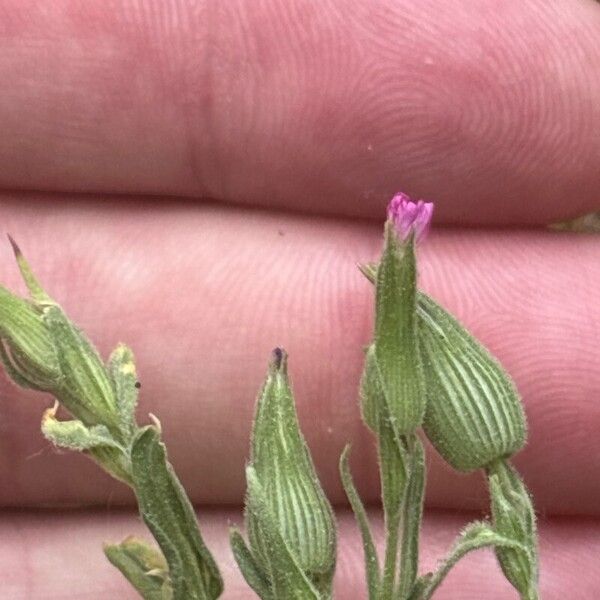 Silene conica Blomma