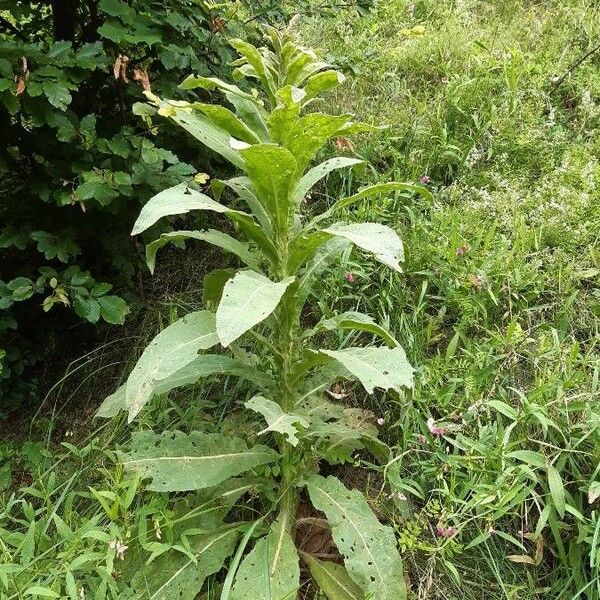 Verbascum densiflorum Leaf