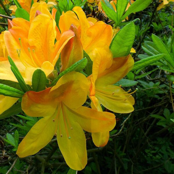 Rhododendron japonicum Flower