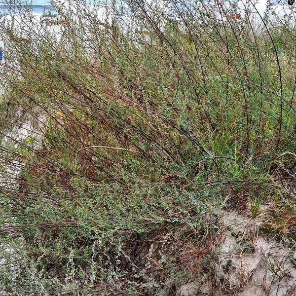 Artemisia campestris Blatt