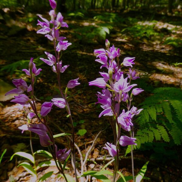 Cephalanthera rubra অভ্যাস