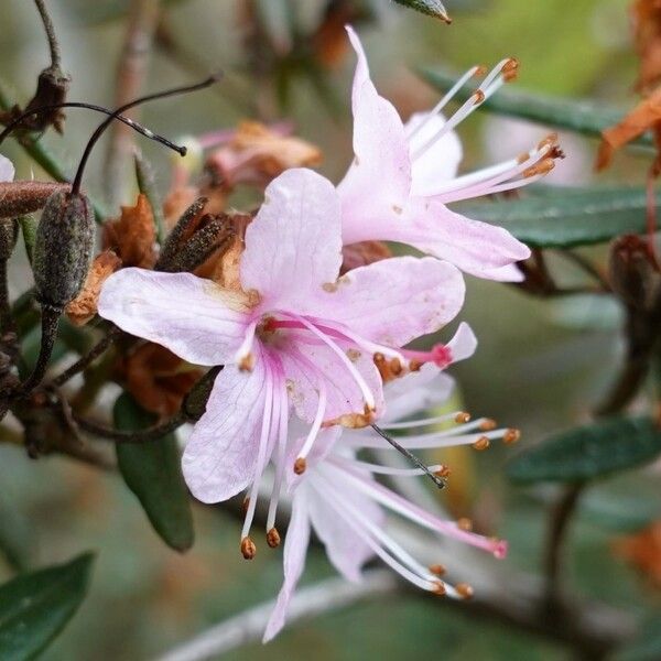 Rhododendron pubescens Цвят