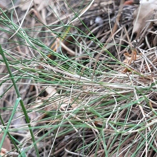 Brachypodium retusum Leaf