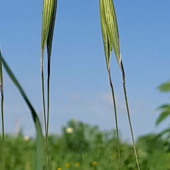 Avena barbata Fruit