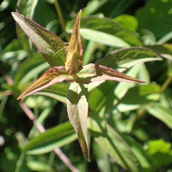 Pentanema salicinum кора