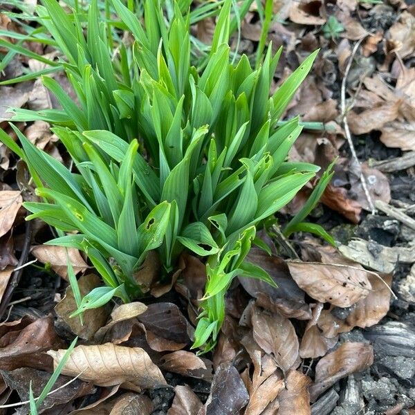 Allium tricoccum Hoja