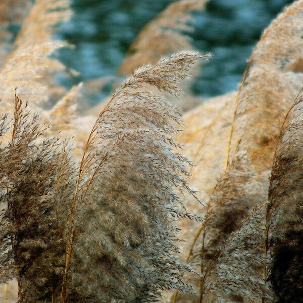 Phragmites australis Fruit