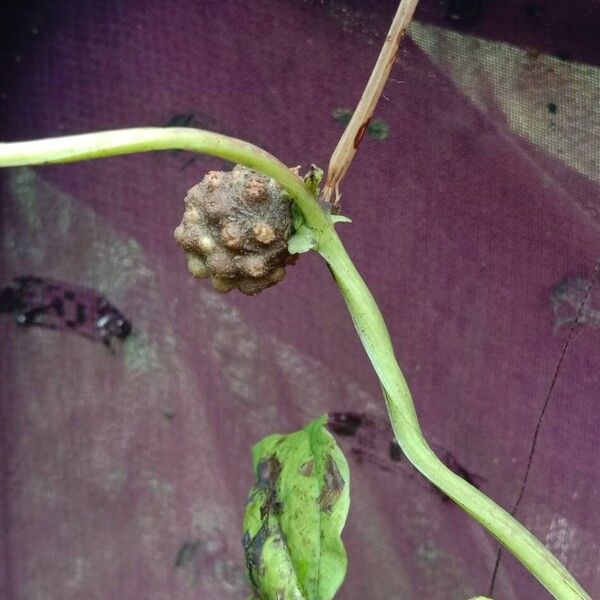 Dioscorea bulbifera Frucht