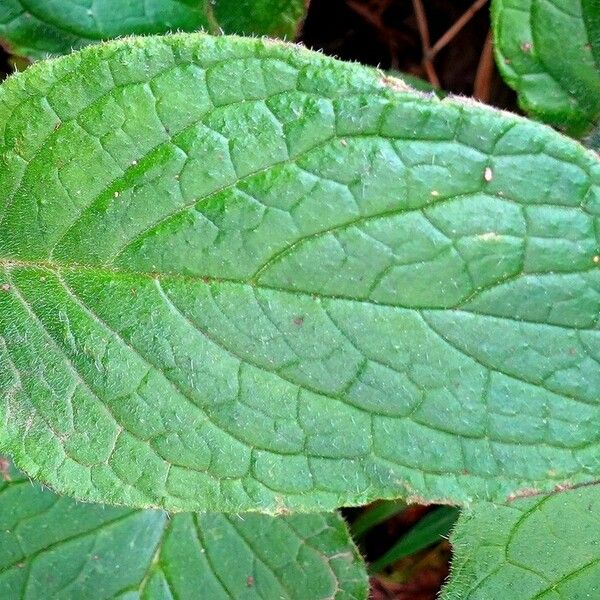 Pentaglottis sempervirens Blatt