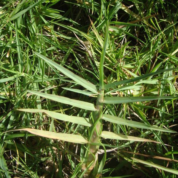 Paspalum vaginatum Агульны выгляд