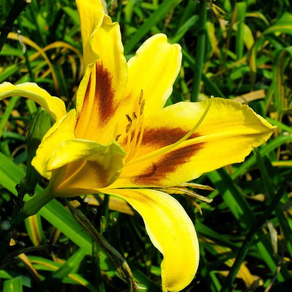 Hemerocallis lilioasphodelus Blomma