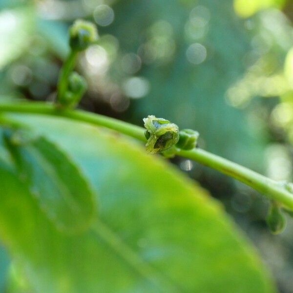 Claoxylon glandulosum Λουλούδι