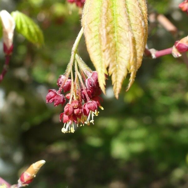 Acer circinatum Flower