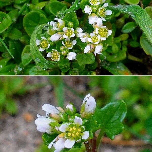 Cochlearia danica Flower