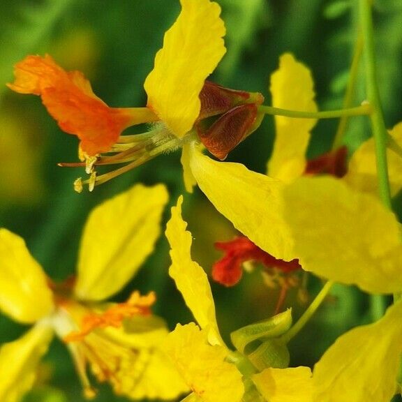 Parkinsonia aculeata Flower