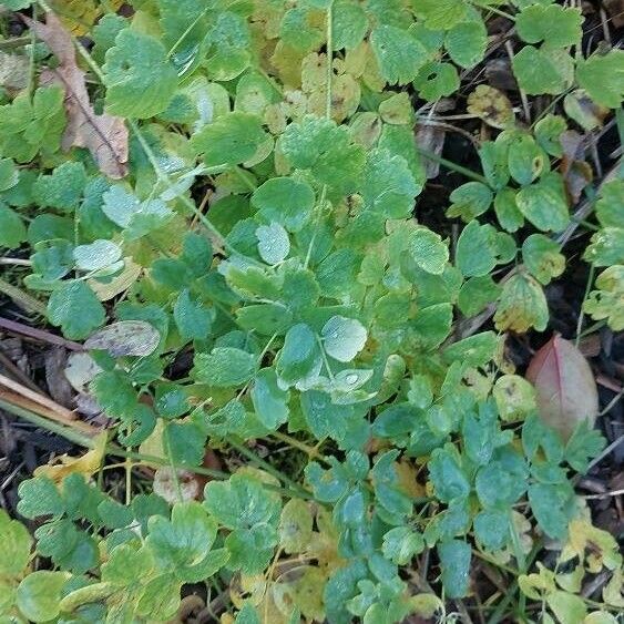 Thalictrum flavum 葉