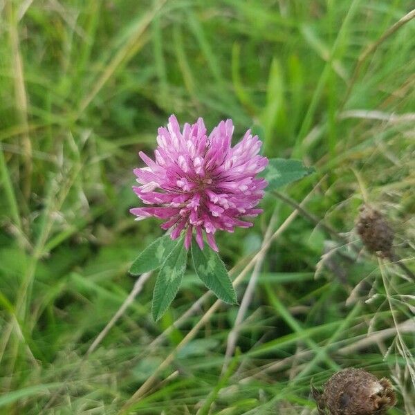 Trifolium alpestre 花