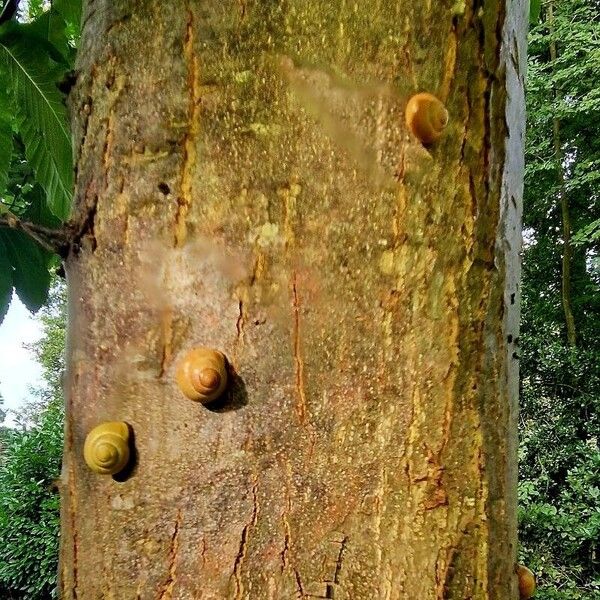 Castanea dentata বাকল