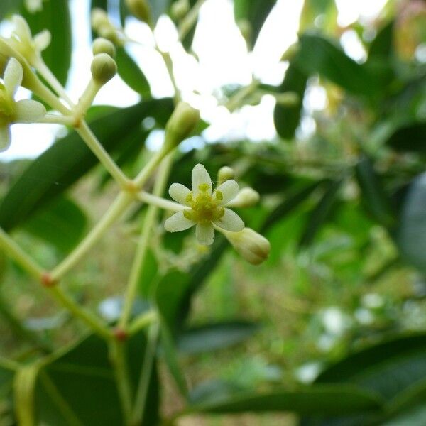 Cinnamomum verum Blomma