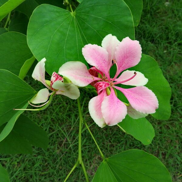 Bauhinia variegata Foglia