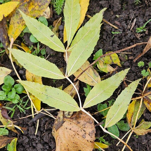 Fraxinus excelsior Blad